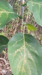 Coccoloba barbadensis