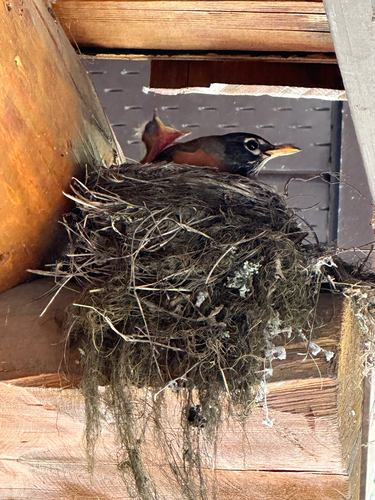 American Robin