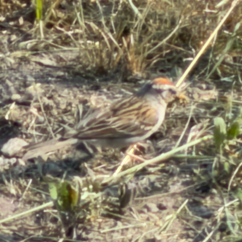Chipping Sparrow