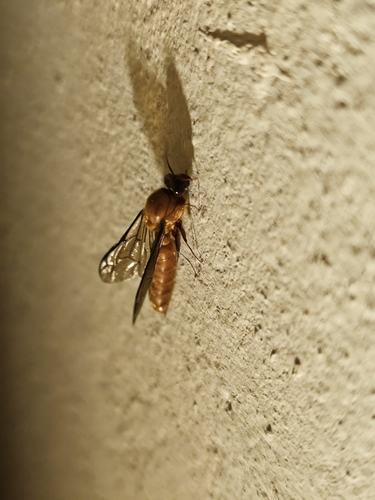 Dorylus orientalis