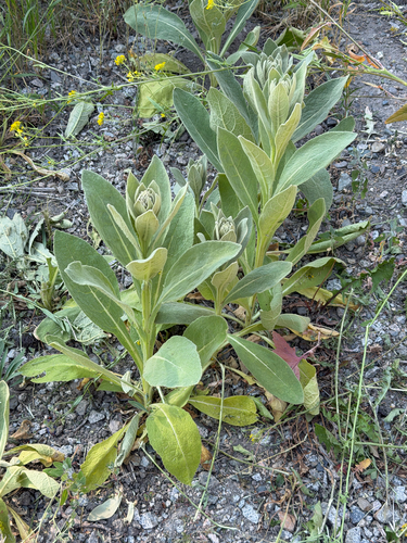 great mullein