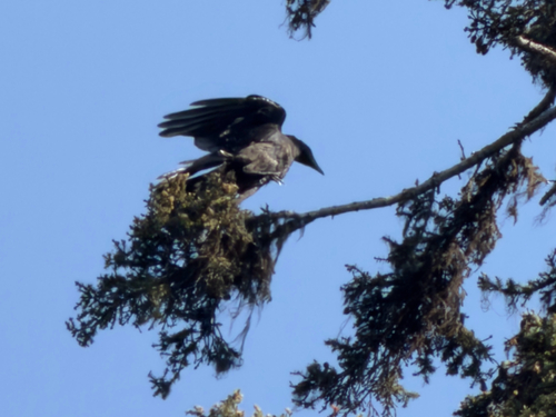 American Crow