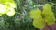 Calylophus