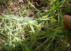 Calylophus