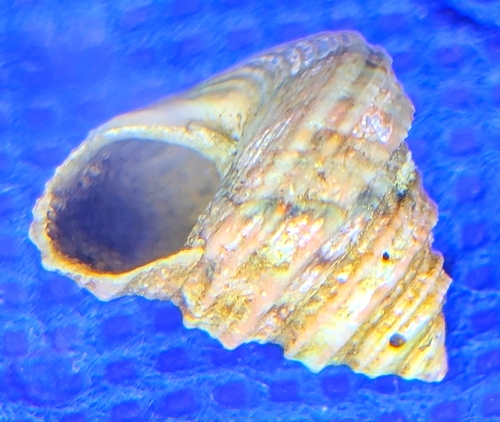 Calliostoma gemmulatum, 2026-07-08