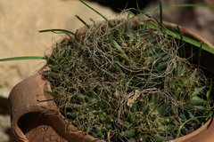 Cactaceae