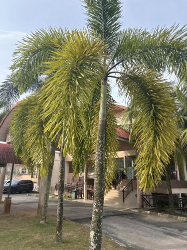 Foxtail Palm