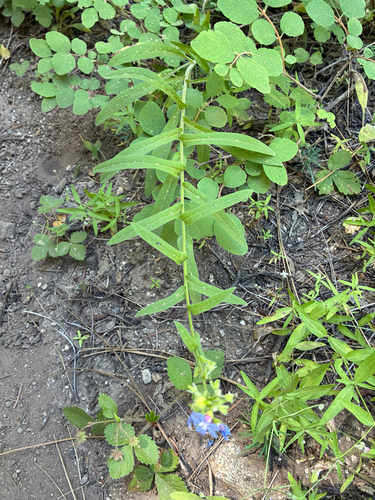 Hackelia velutina observed 2026-07-11