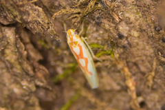 Zygina flammigera