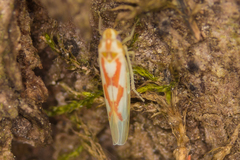 Zygina flammigera