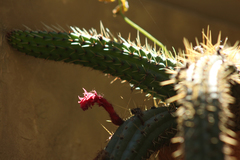 Cleistocactus