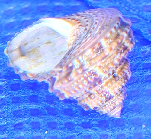 Calliostoma gemmulatum, 2026-07-08