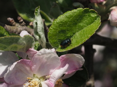 Cryptocephalus schaefferi