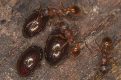 Scaphidema metallicum