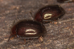Scaphidema metallicum