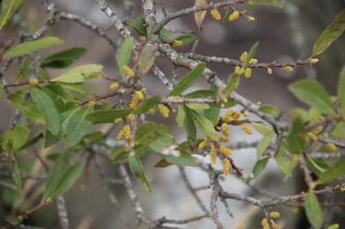 Myrica serrata, photograph 1