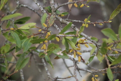 Erwin Sieben, CC0, iNaturalist via GBIF Myrica serrata, photograph Erwin Sieben, CC0, iNaturalist via GBIF