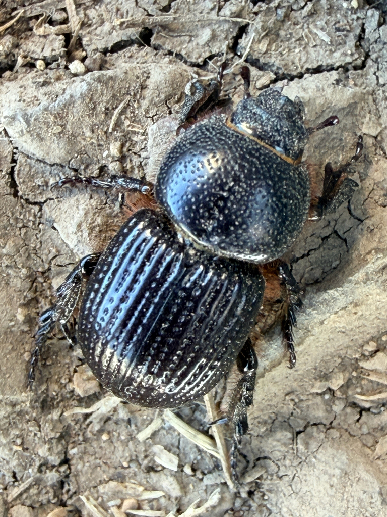 Archophileurus cribrosus