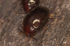 Scaphidema metallicum