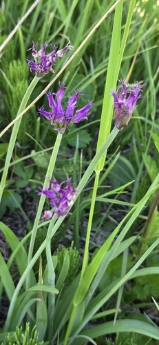Allium brevistylum, photograph 5