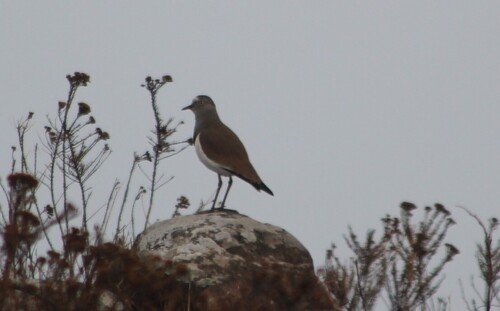 Black-winged Lapwing (Vanellus melanopterus)