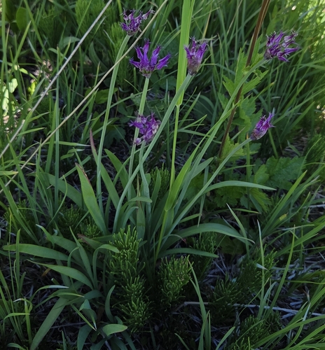 Allium brevistylum, photograph 6