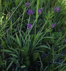 Allium brevistylum, photograph (c) Jennifer Harris, some rights reserved (CC BY)