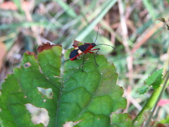 Dysdercus albofasciatus