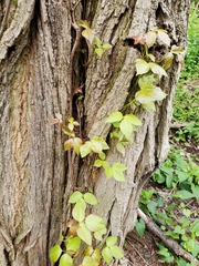 Toxicodendron radicans