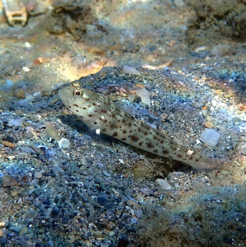 Goldband shrimpgoby (Ctenogobiops aurocingulus) — Gobiidae — 5