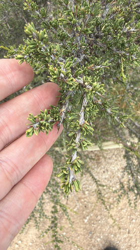 Condalia ericoides, photograph 1