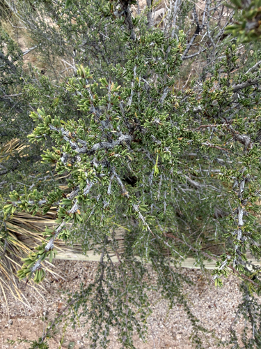 Condalia ericoides, photograph 2