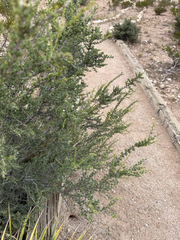 Condalia ericoides, photograph (c) Jane Weeden, some rights reserved (CC BY)