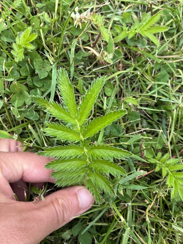 common silverweed