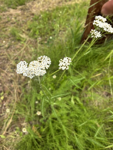 common yarrow