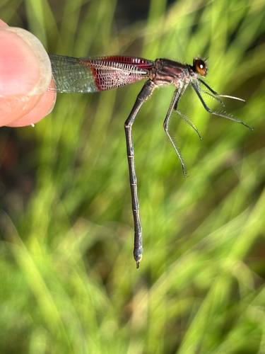 iNaturalist observation photo of American Rubyspot