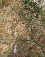 Dicliptera paniculata