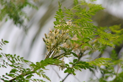Moringa