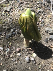 Podophyllum peltatum