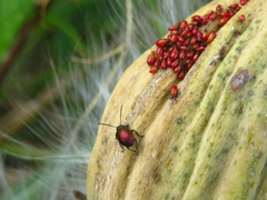 Freudeita cupripennis