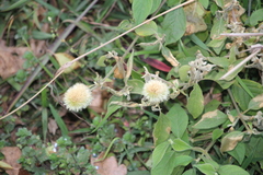 Cyathula uncinulata