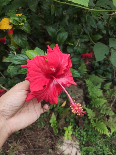 Red Hibiscus