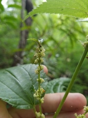 Boehmeria cylindrica image