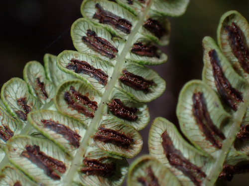 Sadleria pallida observed 2026-07-12