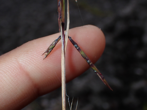 Cymbopogon refractus observed 2026-07-12