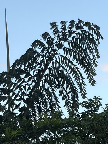 Caryota rumphiana observed 2026-07-12