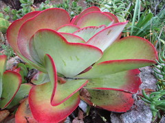 Kalanchoe luciae