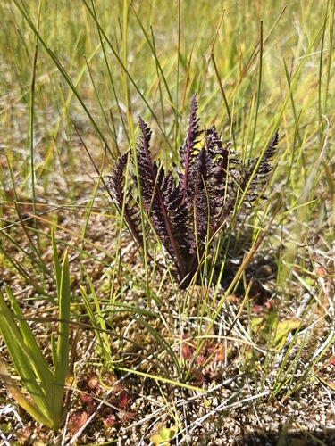 iNaturalist observation photo of Louseworts