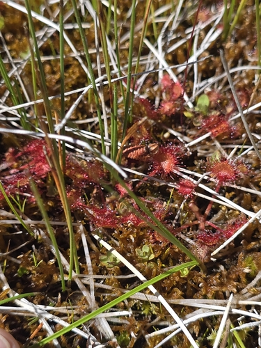 iNaturalist observation photo of round-leaved sundew