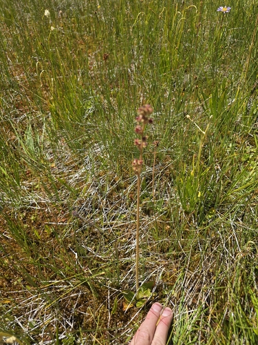 iNaturalist observation photo of Oregon Saxifrage